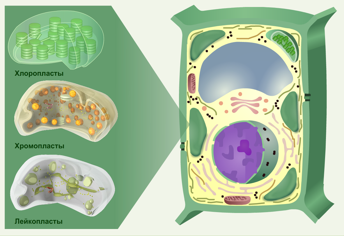 Растительные клетки 5 класс биология. Строение растительной клетки пластиды. Пластиды в клетках растений. Хлорофилл хромопласты лейкопласты. Клетка растений хлоропластиды.