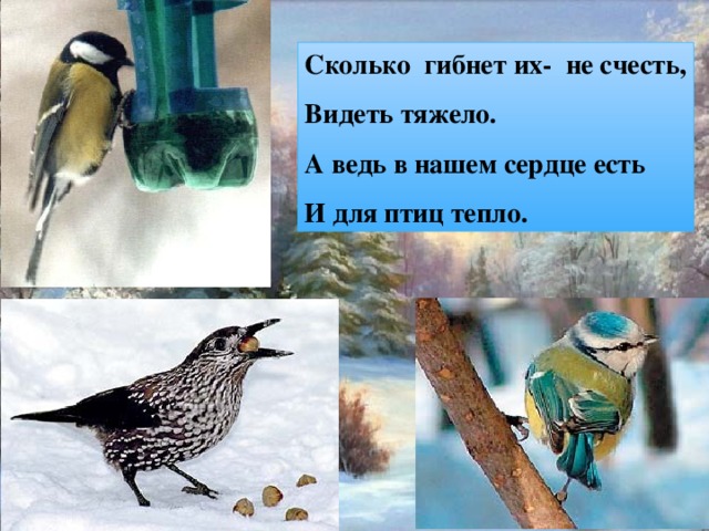 Сколько гибнет их- не счесть, Видеть тяжело. А ведь в нашем сердце есть И для птиц тепло. 