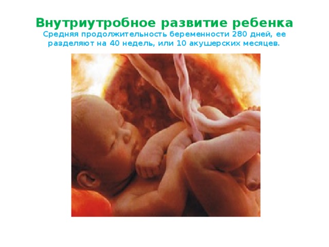 Презентация развития ребенка в утробе thumbnail