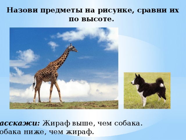 На рисунке изображены жираф и трехэтажный дом высота жирафа составляет 5 м определите примерную