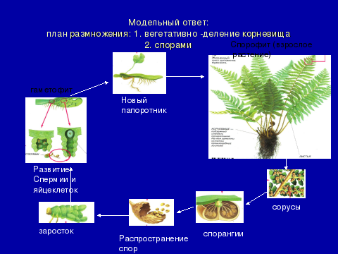 Жизненные циклы размножение презентация 8 класс