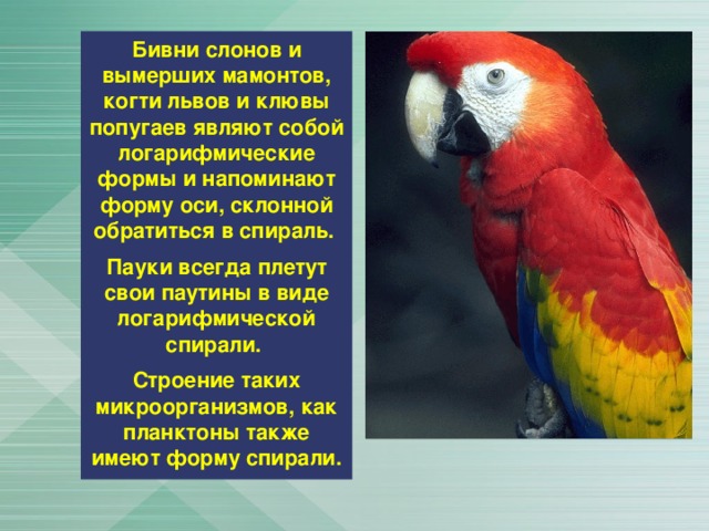 Бивни слонов и вымерших мамонтов, когти львов и клювы попугаев являют собой логарифмические формы и напоминают форму оси, склонной обратиться в спираль.  Пауки всегда плетут свои паутины в виде логарифмической спирали.  Строение таких микроорганизмов, как планктоны также имеют форму спирали. 