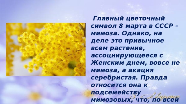  Главный цветочный символ 8 марта в СССР – мимоза. Однако, на деле это привычное всем растение, ассоциирующееся с Женским днем, вовсе не мимоза, а акация серебристая. Правда относится она к подсемейству мимозовых, что, по всей видимости, и вызвало всеобщее заблуждение 