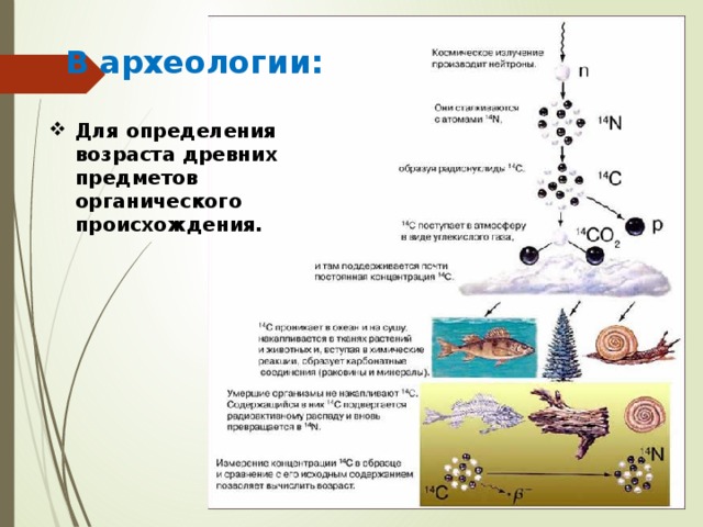 В археологии: Для определения возраста древних предметов органического происхождения. 