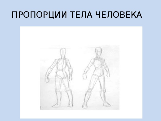 ПРОПОРЦИИ ТЕЛА ЧЕЛОВЕКА 