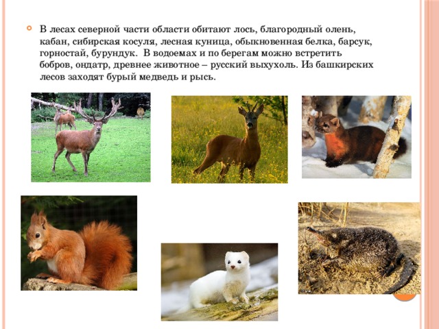 Какие животные обитают в оренбургской области. Косуля природная зона обитания. Какие животные водятся в смешанных лесах. Куница природная зона. Благородный олень животное в смешанных лесах.