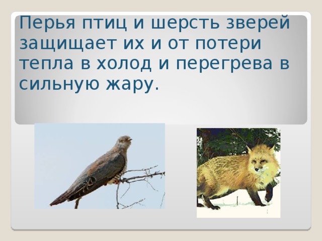 Перья птиц и шерсть зверей защищает их и от потери тепла в холод и перегрева в сильн ую жар у . 