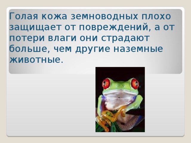 Голая кожа земноводных плохо защищает от повреждений, а от потери влаги они страдают больше, чем другие наземные животные . 