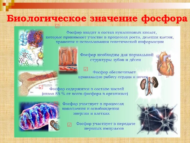 Биологическое значение фосфора ☑ ☑ ☑ ☑ ☑ ☑ 