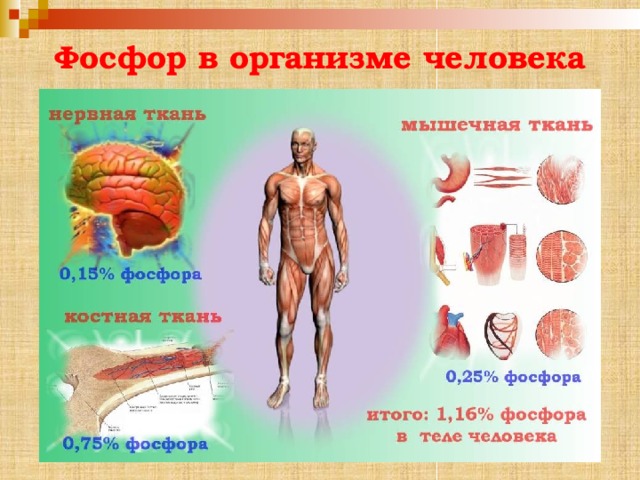 Фосфор в организме человека 