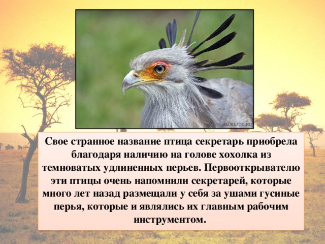 Почему птицу называют. Птица секретарь в саванне. Птица секретарь рассказ для 1 класса. Птица секретарь презентация. Птица секретарь 1 класс.