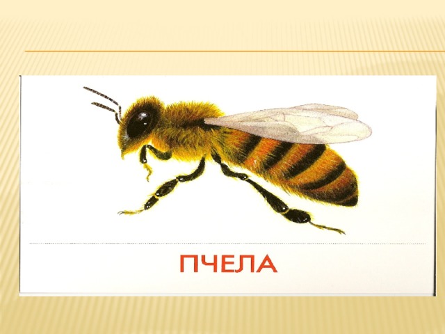 Пчела от земли до неба. Пчела и Оса. Пчела карточка для детей. Рисунок пчелы с подписями. Пчела карточки для малышей.