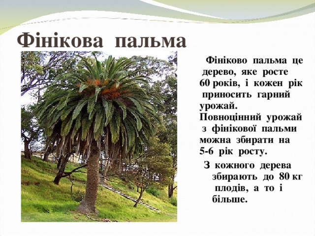 Ф інікова пальма  Фініково пальма це дерево, яке росте 60 років, і кожен рік приносить гарний урожай. Повноцінний урожай з фінікової пальми можна збирати на 5-6 рік росту. З кожного дерева збирають до 80 кг плодів, а то і більше. З кожного дерева збирають до 80 кг плодів, а то і більше. 
