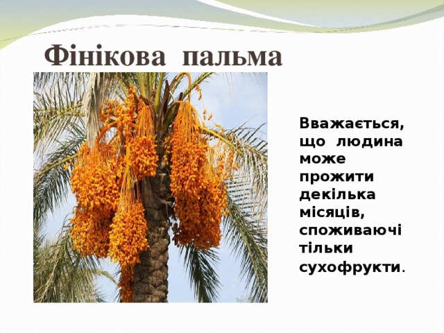 Фінікова пальма  Вважається, що людина може прожити декілька місяців, споживаючі тільки сухофрукти . 