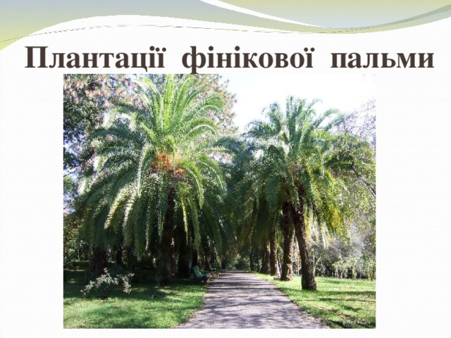 Плантації фінікової пальми 
