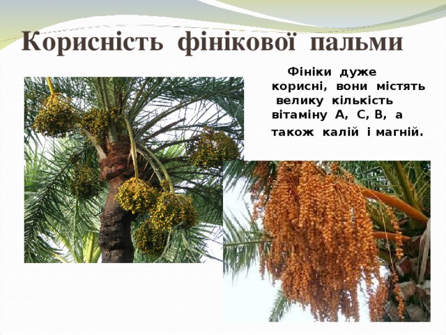 Корисність фінікової пальми  Фініки дуже корисні, вони містять велику кількість вітаміну А, С, В, а також калій і магній.  