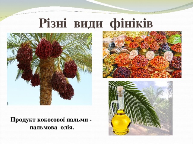 Різні види фініків Продукт кокосової пальми - пальмова олія. 