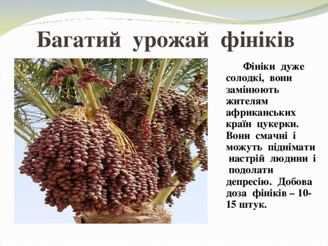 Багатий урожай фініків  Фініки дуже солодкі, вони замінюють жителям африканських країн цукерки. Вони смачні і можуть піднімати настрій людини і подолати депресію. Добова доза фініків – 10- 15 штук. 