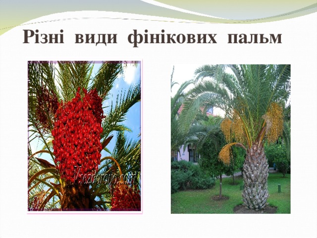 Різні види фінікових пальм 