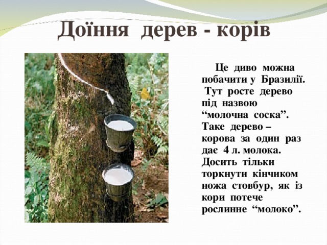 Доїння дерев - корів  Це диво можна побачити у Бразилії. Тут росте дерево під назвою “молочна соска”. Таке дерево – корова за один раз дає 4 л. молока. Досить тільки торкнути кінчиком ножа стовбур, як із кори потече рослинне “молоко”. 