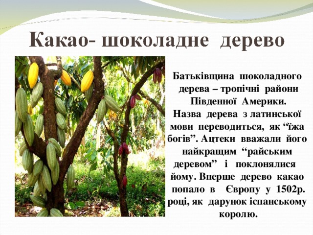 Батьківщина шоколадного дерева – тропічні райони Південної Америки. Назва дерева з латинської мови переводиться, як “їжа богів”. Ацтеки вважали його найкращим “райським деревом” і поклонялися йому. Вперше дерево какао попало в Європу у 1502р. році, як дарунок іспанському королю.  