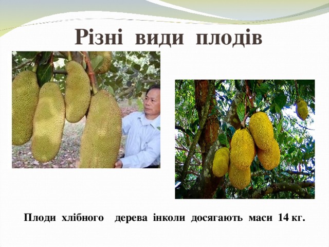Різні види плодів Плоди хлібного дерева інколи досягають маси 14 кг. 