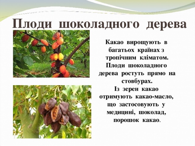 Плоди шоколадного дерева Какао вирощують в багатьох країнах з тропічним кліматом. Плоди шоколадного дерева ростуть прямо на стовбурах. Із зерен какао отримують какао-масло, що застосовують у медицині, шоколад, порошок какао . ІІзшрІі 