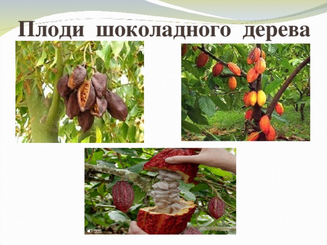 Плоди шоколадного дерева 