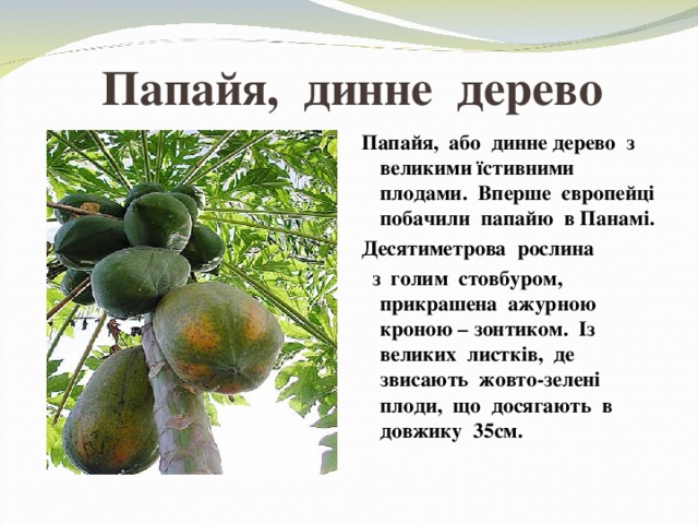 Папайя, динне дерево Папайя , або динне дерево з великими їстивними плодами. Вперше європейці побачили папайю в Панамі. Десятиметрова рослина  з голим стовбуром, прикрашена ажурною кроною – зонтиком. Із великих листків, де звисають жовто-зелені плоди, що досягають в довжику 35см. 