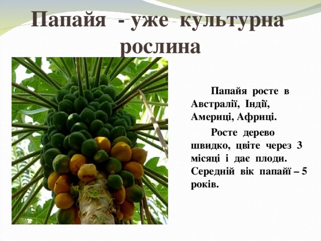 Папайя - уже культурна рослина  Папайя росте в Австралії, Індії, Америці, Африці.  Росте дерево швидко, цвіте через 3 місяці і дає плоди. Середній вік папайї – 5 років.  