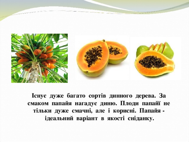 Існує дуже багато сортів динного дерева. За смаком папайя нагадує диню. Плоди папайї не тільки дуже смачні, але і корисні. Папайя - ідеальний варіант в якості сніданку. 
