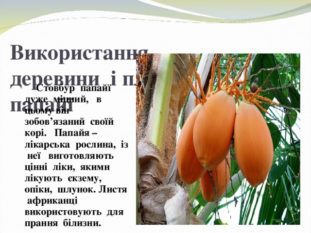 Використання деревини і плодів папайї  Стовбур папайї дуже міцний, в цьому він зобов’язаний своїй корі. Папайя –лікарська рослина, із неї виготовляють цінні ліки, якими лікують єкзему, опіки, шлунок. Листя африканці використовують для прання білизни. 