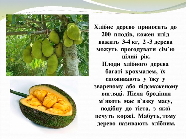 Хлібне дерево приносить до 200 плодів, кожен плід важить 3-4 кг, 2 -3 дерева можуть прогодувати сім ` ю цілий рік. Плоди хлібного дерева багаті крохмалем, їх споживають у їжу у звареному або підсмаженому вигляді. Після бродіння м ` якоть має в ` язку масу, подібну до тіста, з якої печуть коржі. Мабуть, тому дерево називають хлібним. 