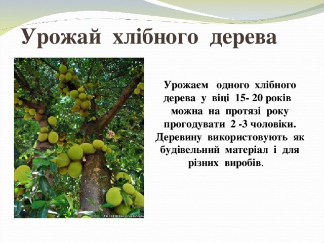 Урожай хлібного дерева Урожаєм одного хлібного дерева у віці 15- 20 років можна на пр о тязі року прогодувати 2 -3 чоловіки. Деревину використовують як будівельний матеріал і для різних виробів . 