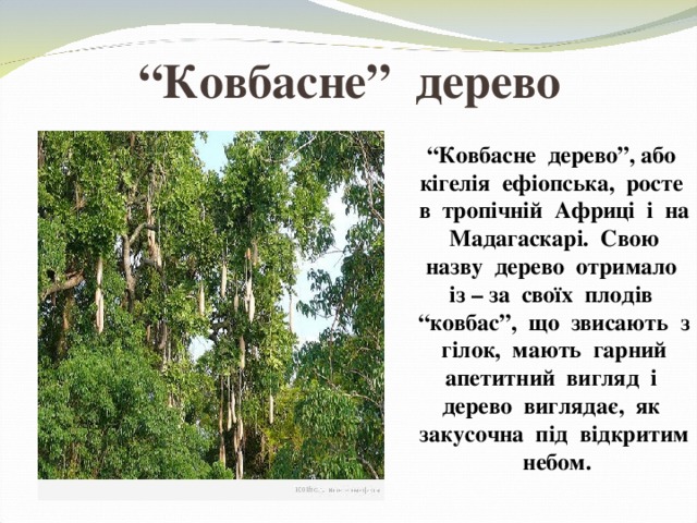 “ Ковбасне” дерево “ Ковбасне дерево”, або кігелія ефіопська, росте в тропічній Африці і на Мадагаскарі. Свою назву дерево отримало із – за своїх плодів “ковбас”, що звисають з гілок, мають гарний апетитний вигляд і дерево виглядає, як закусочна під відкритим небом.  
