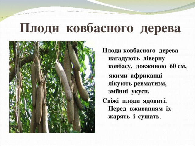 Плоди ковбасного дерева Плоди ковбасного дерева нагадують ліверну ковбасу, довжиною 60 см,  якими африканці лікують ревматизм, зміїнні укуси. Свіжі плоди ядовиті. Перед вживанням їх жарять і сушать . 