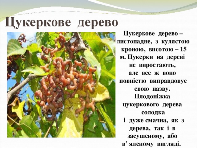 Цукеркове дерево – листопадне, з кулястою кроною, висотою – 15 м. Цукерки на дереві не виростають, але все ж воно повністю виправдовує свою назву. Плодоніжка цукеркового дерева солодка  і дуже смачна, як з дерева, так і в засушеному, або  в’ яленому вигляді. 