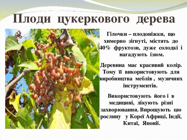 Плоди цукеркового дерева Гілочки – плодоніжки, що химерно зігнуті, містять до 40% фруктози, дуже солодкі і нагадують ізюм. Деревина має красивий колір. Тому її використовують для виробництва меблів , музичних інструментів.  Використовують його і в медицині, лікують різні захворювання. Вирощують цю рослину у Кореї Африці, Індії, Китаї, Японії. 