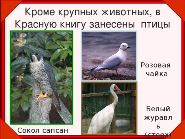 Кроме крупных животных, в Красную книгу занесены птицы Розовая чайка Белый журавль (стерх) Сокол сапсан 