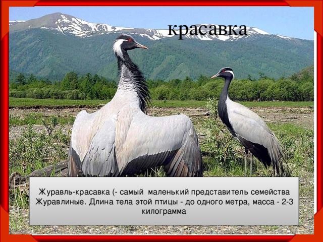 красавка Журавль-красавка (- самый  маленький представитель семейства Журавлиные. Длина тела этой птицы - до одного метра, масса - 2-3 килограмма 