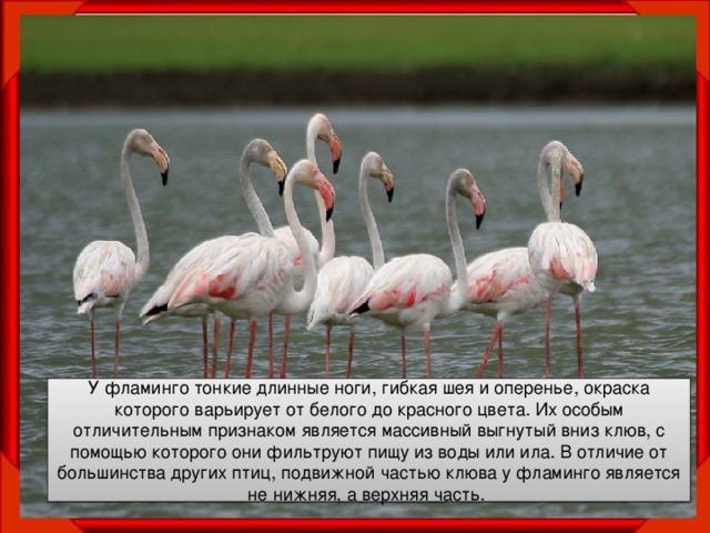 У фламинго тонкие длинные ноги, гибкая шея и оперенье, окраска которого варьирует от белого до красного цвета. Их особым отличительным признаком является массивный выгнутый вниз клюв, с помощью которого они фильтруют пищу из воды или ила. В отличие от большинства других птиц, подвижной частью клюва у фламинго является не нижняя, а верхняя часть. 