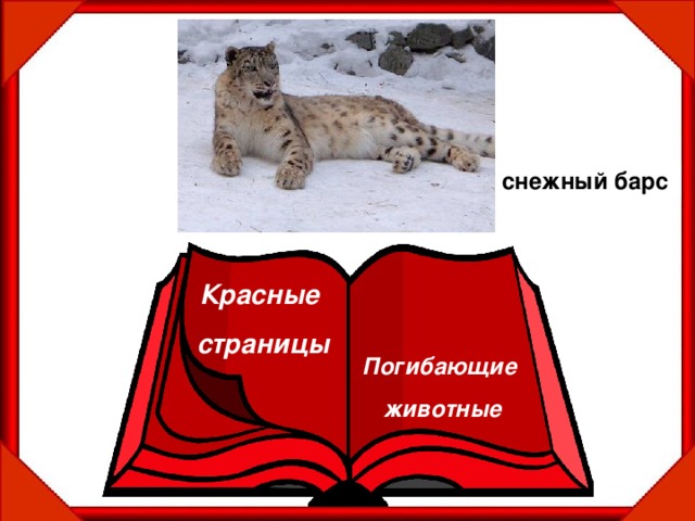 Снежный барс красная книга презентация