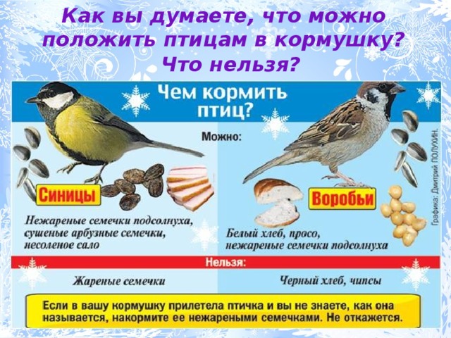 Как вы думаете, что можно положить птицам в кормушку? Что нельзя? 