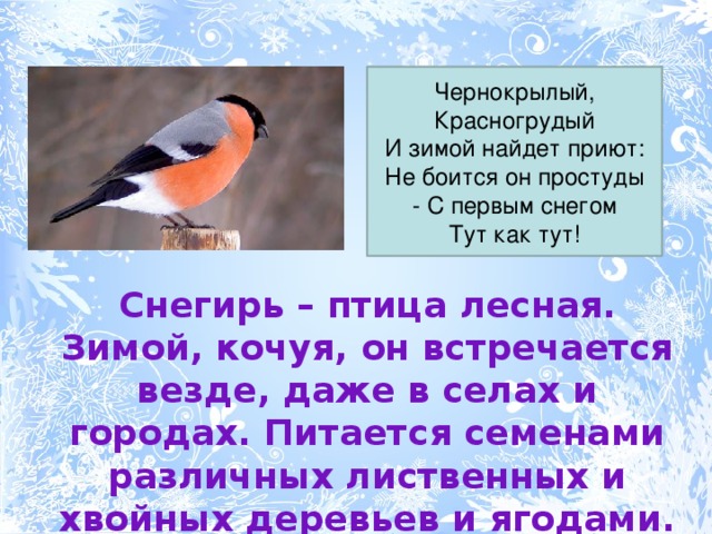 Чернокрылый,  Красногрудый  И зимой найдет приют:  Не боится он простуды  - С первым снегом  Тут как тут! Снегирь – птица лесная. Зимой, кочуя, он встречается везде, даже в селах и городах. Питается семенами различных лиственных и хвойных деревьев и ягодами. 