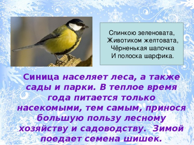 Спинкою зеленовата,  Животиком желтовата,  Чёрненькая шапочка  И полоска шарфика. Синица населяет леса, а также сады и парки. В теплое время года питается только насекомыми, тем самым, принося большую пользу лесному хозяйству и садоводству.  Зимой поедает семена шишек. 