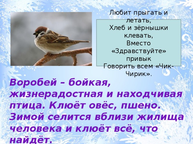 Любит прыгать и летать,  Хлеб и зёрнышки клевать,  Вместо «Здравствуйте» привык  Говорить всем «Чик-Чирик». Воробей – бойкая, жизнерадостная и находчивая птица. Клюёт овёс, пшено. Зимой селится вблизи жилища человека и клюёт всё, что найдёт. 