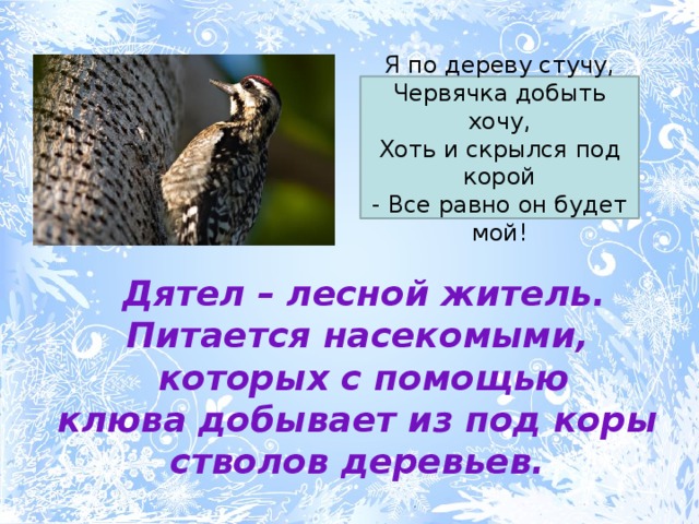 Я по дереву стучу,  Червячка добыть хочу,  Хоть и скрылся под корой  - Все равно он будет мой!  Дятел – лесной житель. Питается насекомыми,  которых с помощью клюва добывает из под коры стволов деревьев.    
