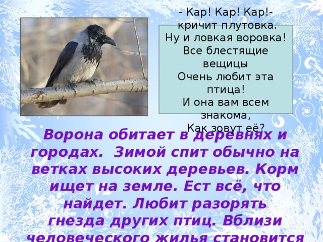 - Кар! Кар! Кар!-  кричит плутовка. Ну и ловкая воровка! Все блестящие вещицы Очень любит эта птица! И она вам всем знакома, Как зовут её? Ворона обитает в деревнях и городах.  Зимой спит обычно на ветках высоких деревьев. Корм ищет на земле. Ест всё, что найдет. Любит разорять гнезда других птиц. Вблизи человеческого жилья становится воровкой. 
