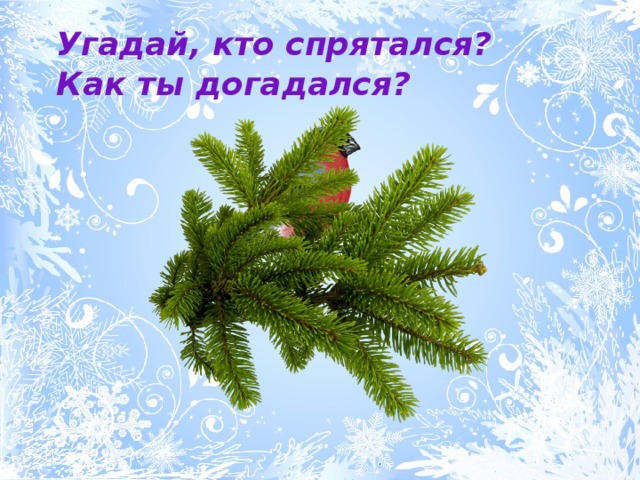 Угадай, кто спрятался? Как ты догадался? 