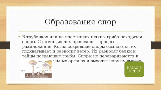 Чем семя отличается от споры